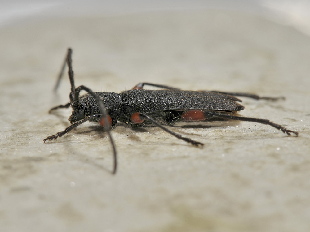 Cerambycidae da id. - Ropalopus femoratus